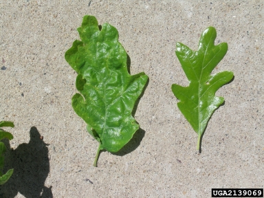 Oak Leaf Blister